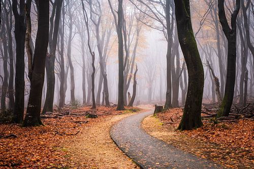 Bring mich nach Hause von Tvurk Photography