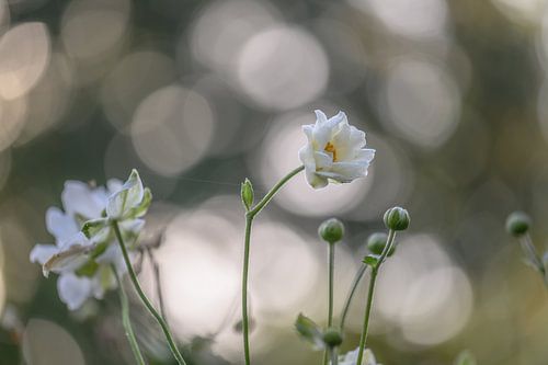 bokeh autumn anemone