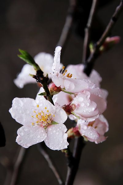 Fleur d'amandier après un orage. II par Jan Katuin