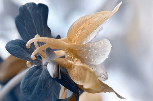 Columbine