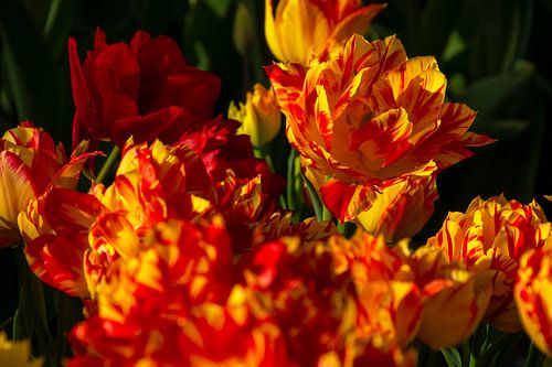 Yellow and red tulips