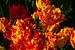 Geel met rode tulpen van Margreet Frowijn