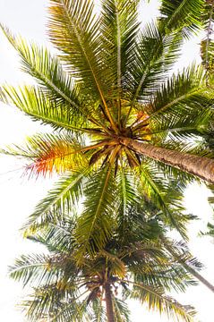 Palmbomen in de zon in India | Reisfotografie print van Travelaar