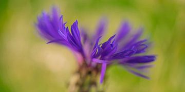 Cornflower sur Monika Scheurer