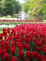 Bloemen