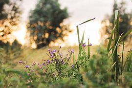 Schoonheid van de natuur van Iris Beukelman