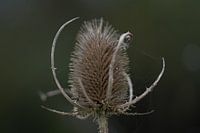 large candelabrum