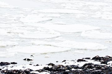 Een eider in zee-ijs van Danny Slijfer Natuurfotografie