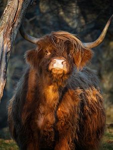 Curious Highlander cow