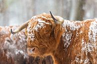 Portret van een Schotse Hooglander koe in de sneeuw van Sjoerd van der Wal Fotografie thumbnail