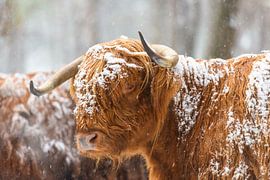 Porträt einer schottischen Highlander-Kuh im Schnee von Sjoerd van der Wal Fotografie