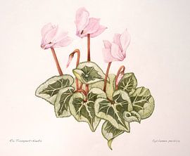 Cyclamen, alpine violet by Ria Trompert