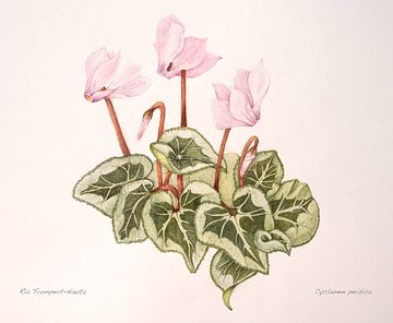 Cyclamen, violette alpine sur Ria Trompert- Nauta