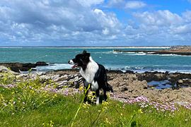 Glücksmomente auf vier Pfoten von Theodor Decker