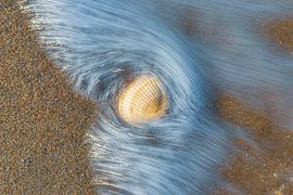 A shell in the surf by Yanuschka | Fotografie Noordwijk