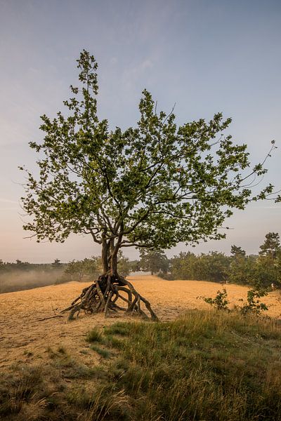 chêne puissant par Bart Liesenborgs