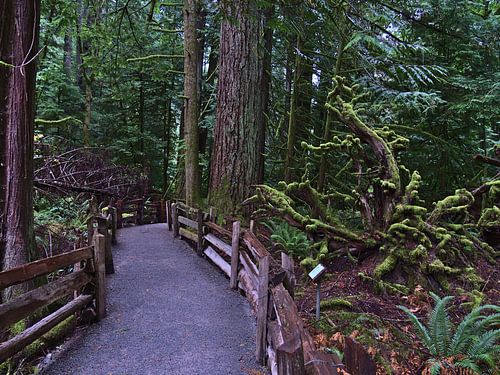 Cathedral Grove