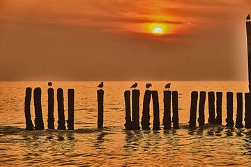 Meeuwen op strandpalen bij zonsondergang van Anne Hermans