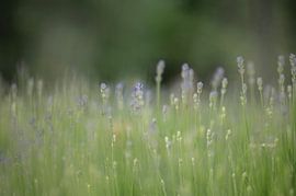 Lavendel in seiner schönsten Form von Robby's fotografie