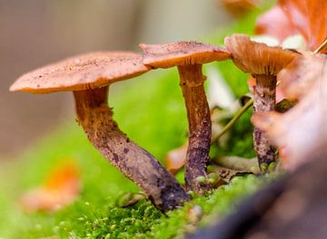 Herfst - paddenstoelen van Jack Koning