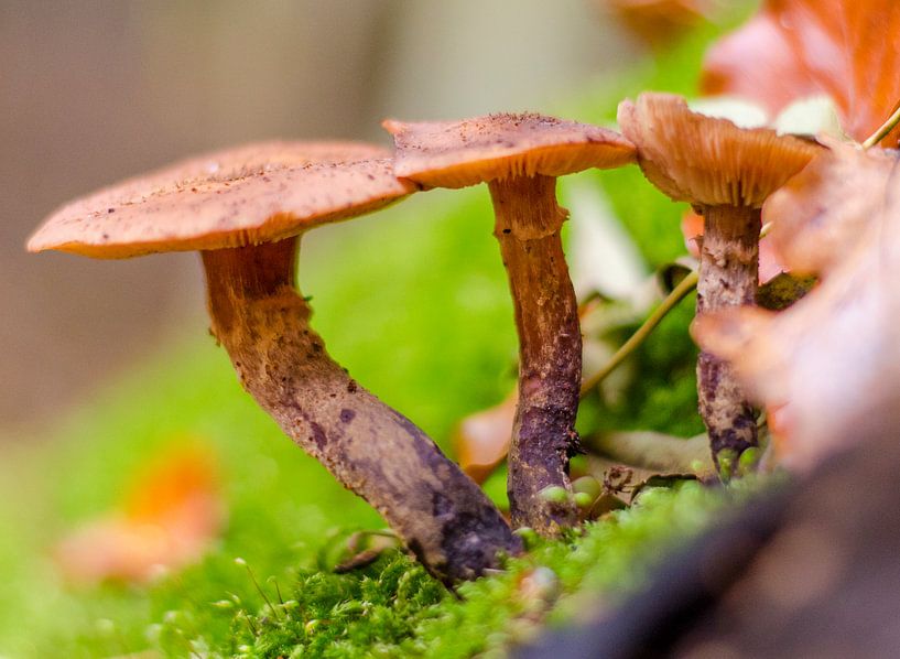 Herfst - paddenstoelen van Jack Koning