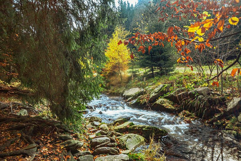 Gouden herfst in de Zwarte Watervallei van Johnny Flash