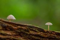 Social distancing in de natuur