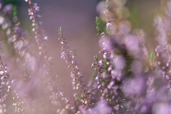 heather flowers