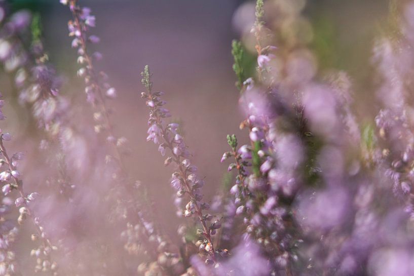 heather flowers by Renske van der Leij