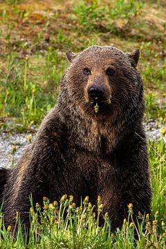 Wilde grizzlybeer in Canada van Roland Brack