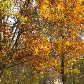 Chemin forestier en automne sur Annelies Cranendonk