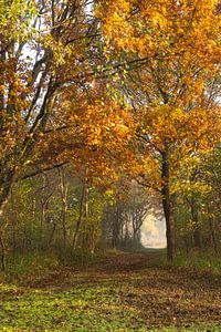 Chemin forestier en automne