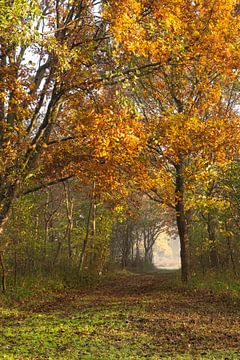 Chemin forestier en automne sur Annelies Cranendonk