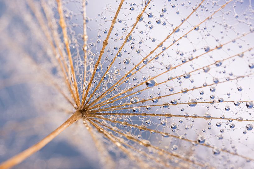 Blauw: Close-up van druppeltjes hangend aan een pluisje van Marjolijn van den Berg