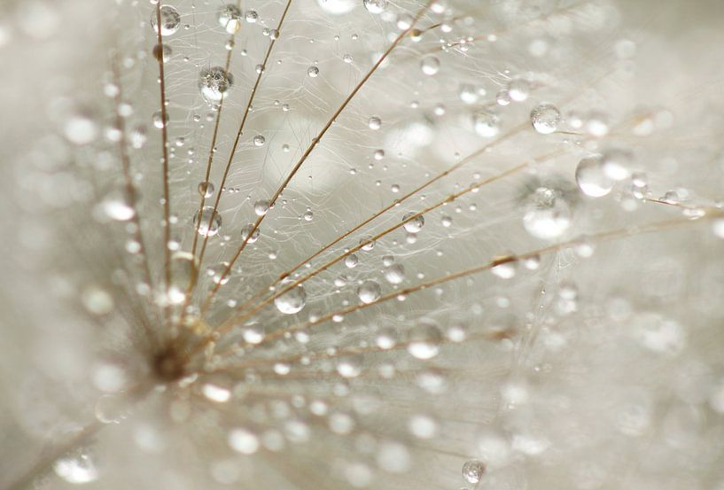 Drops by Frank Smedts