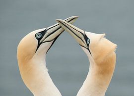 Jan van Gent Helgoland by Harry Punter