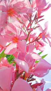 oleander