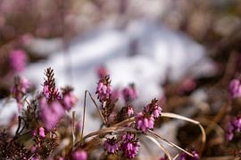 Crocus & heather in the mountains by Miriam Schwarzfischer Fotografie
