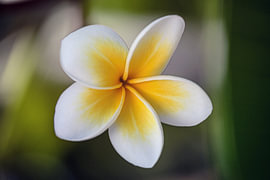 frangipani von fantasina