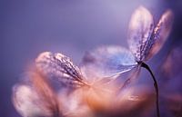 Hydrangea I