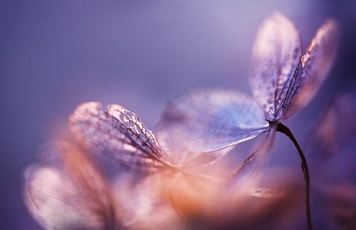 Hortensie I