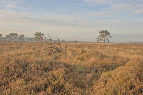 Natural heath landscape