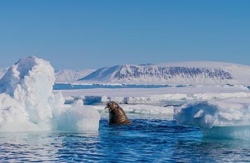 Le morse entre les glaces flottantes sur Merijn Loch