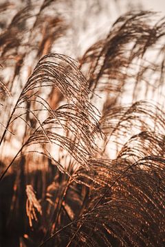 Waving golden reed plumes by Mayra Fotografie