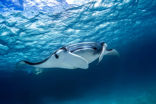 Raie manta
