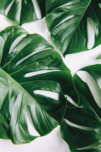 Feuilles de monstera élégantes sur fond blanc brillant par Art & Soul Creations