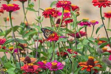 monarch vlinder tussen de  gerbera's van gea strucks