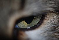 Kattenoog
