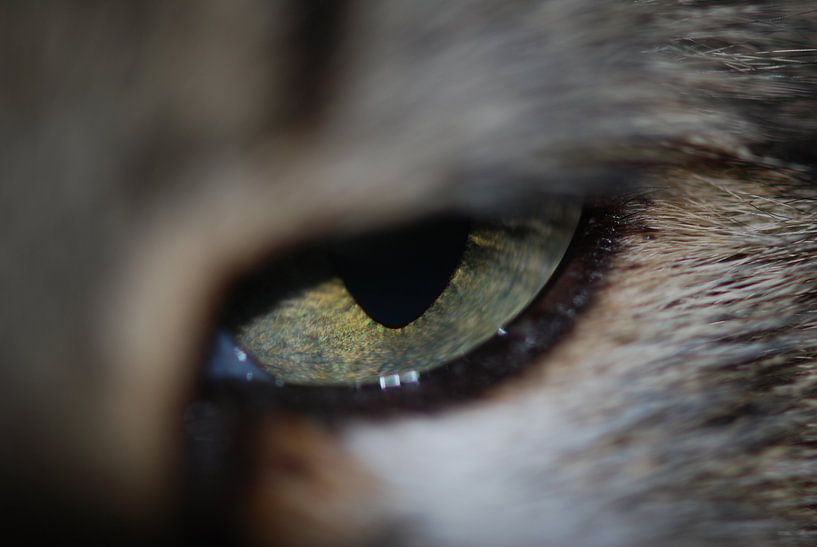 Kattenoog von Jan Linschoten