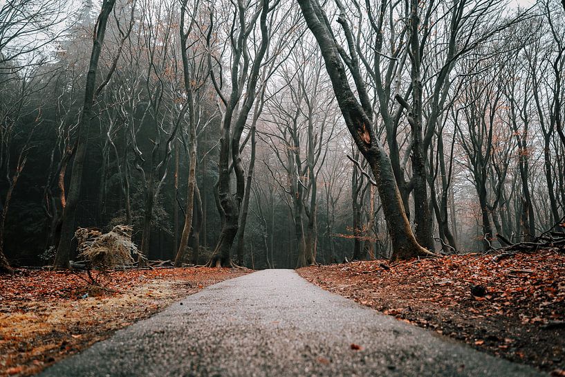 Dansende bomen in het Speulder en Sprielderbos van Björn van den Berg